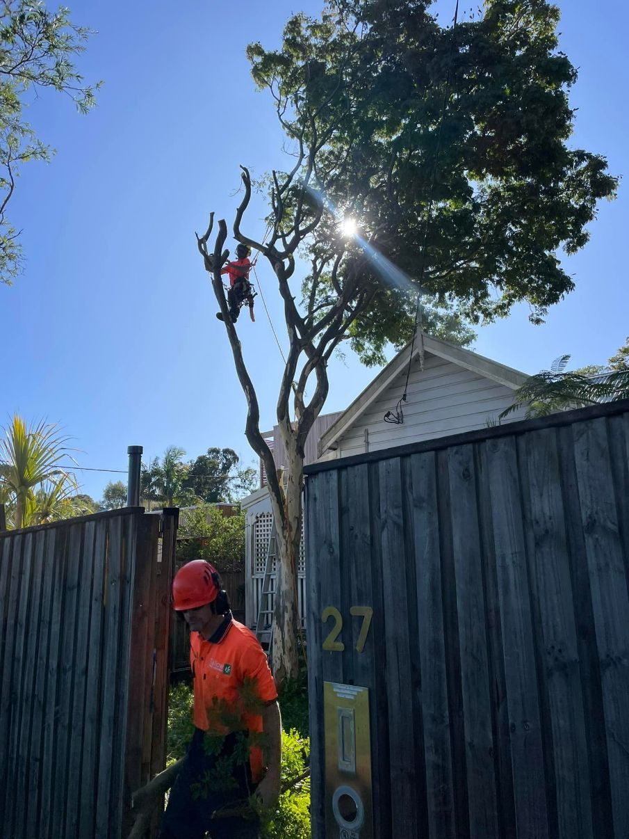 A Man is Climbing a Tree Next to a Fence — Tallow Tree Services Pty Ltd in Kyogle, NSW