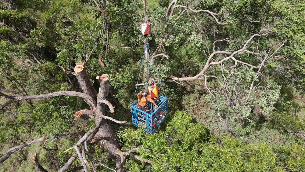 Arborists On A Crane