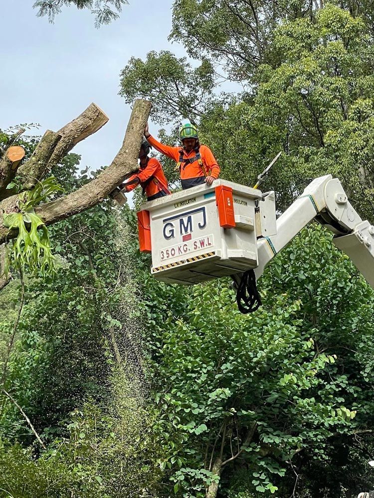 Arborists On A Crane Cutting A Tree