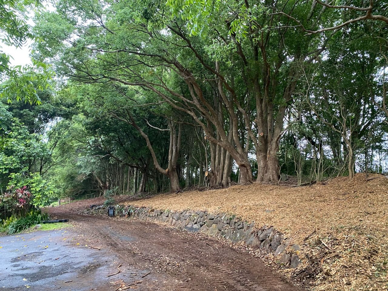 A Dirt Road Going Through a Forest With Trees and Leaves on the Ground — Tallow Tree Services Pty Ltd in Bangalow, NSW