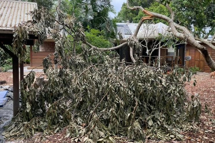 A Tree Branch is Laying on the Ground in Front of a House — Tallow Tree Services Pty Ltd in Casino, NSW
