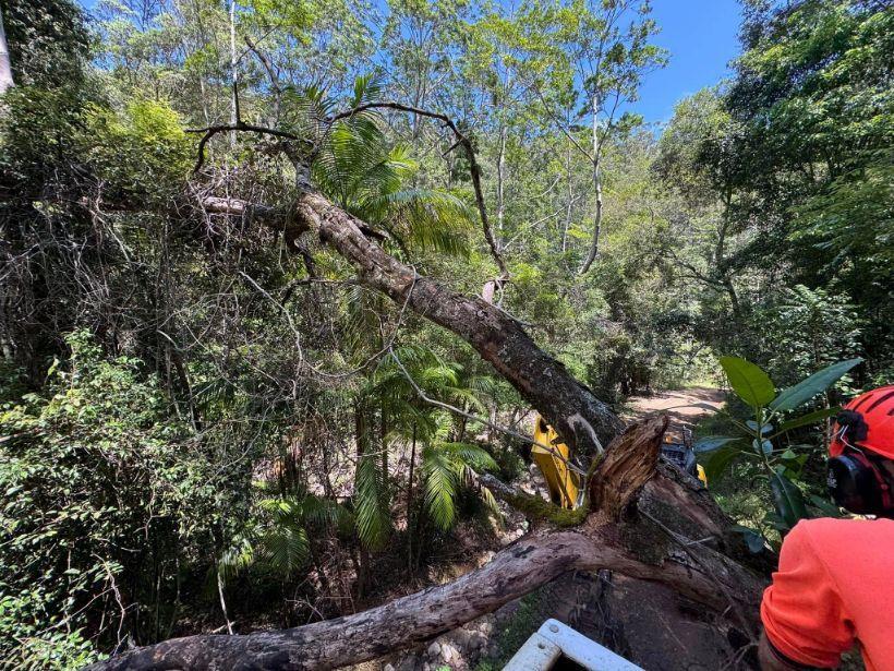 A Person is Cutting Down a Tree in the Woods — Tallow Tree Services Pty Ltd in Alstonville, NSW