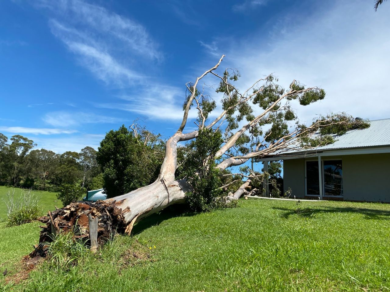A Tree That Has Fallen in Front of a House — Tallow Tree Services Pty Ltd in Bangalow, NSW