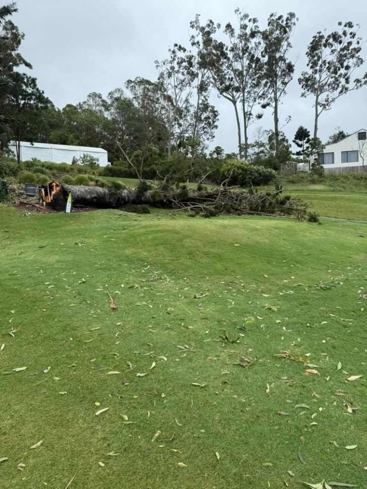 A Large Log is Laying in the Middle of a Lush Green Field — Tallow Tree Services Pty Ltd in Alstonville, NSW