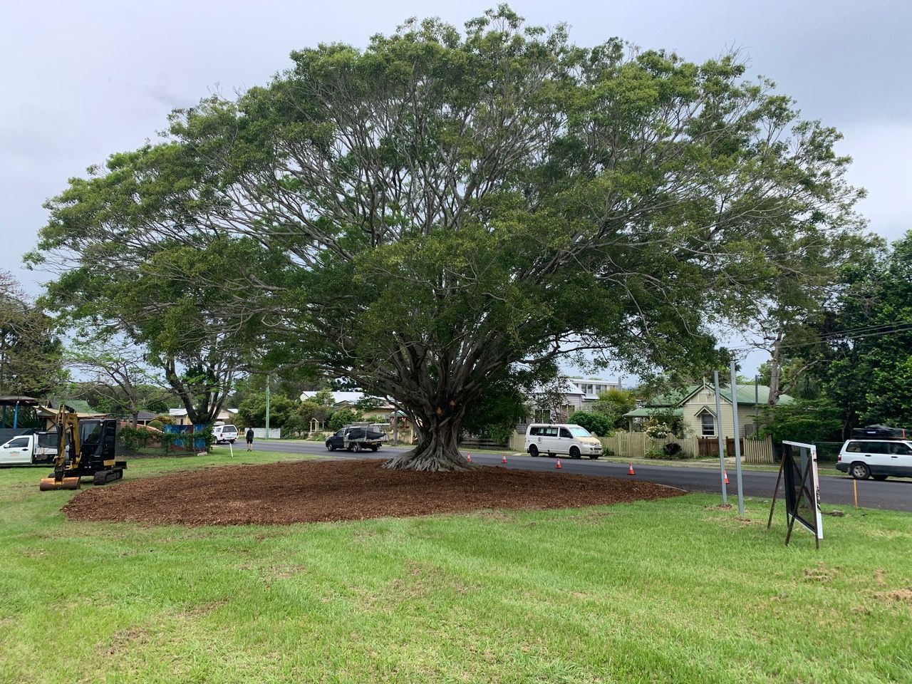 A Large Tree is Sitting in the Middle of a Grassy Field — Tallow Tree Services Pty Ltd in Bangalow, NSW