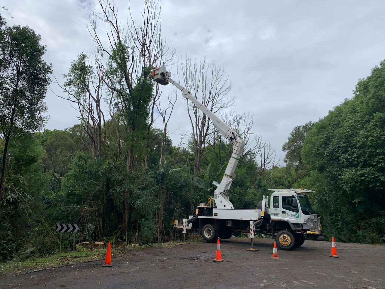 A Crane is Cutting a Tree in a Parking Lot — Tallow Tree Services Pty Ltd in Bangalow, NSW