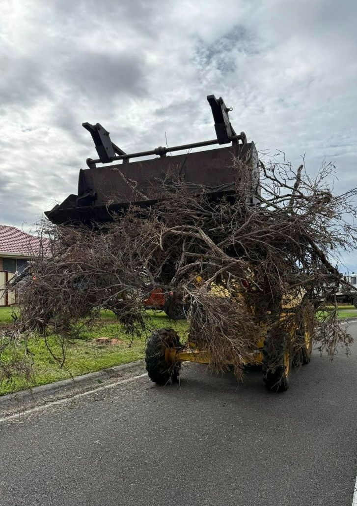 A Tractor is Carrying a Tree Branch on the Back of It — Tallow Tree Services Pty Ltd in Alstonville, NSW