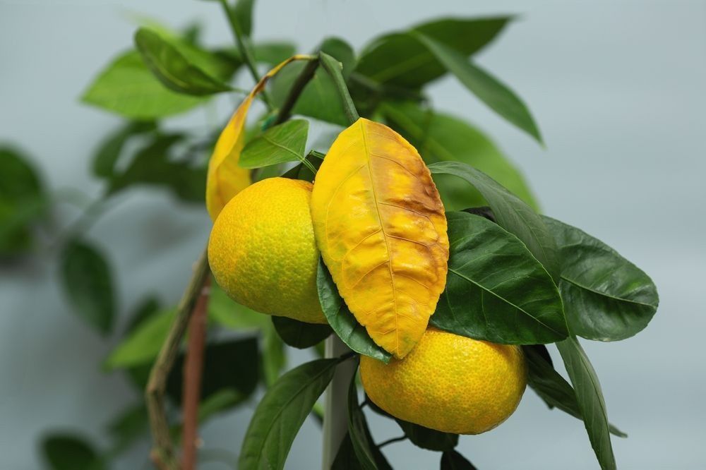Mandarin Tree With Discoloured Leaves — Tree Services Byron Bay