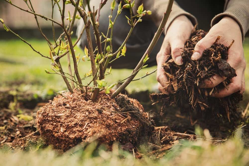 Planting A Tree — Tree Services Byron Bay