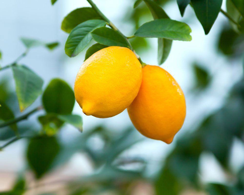 Ripe Lemons Hanging From A Tree โ Tree Services Byron Bay