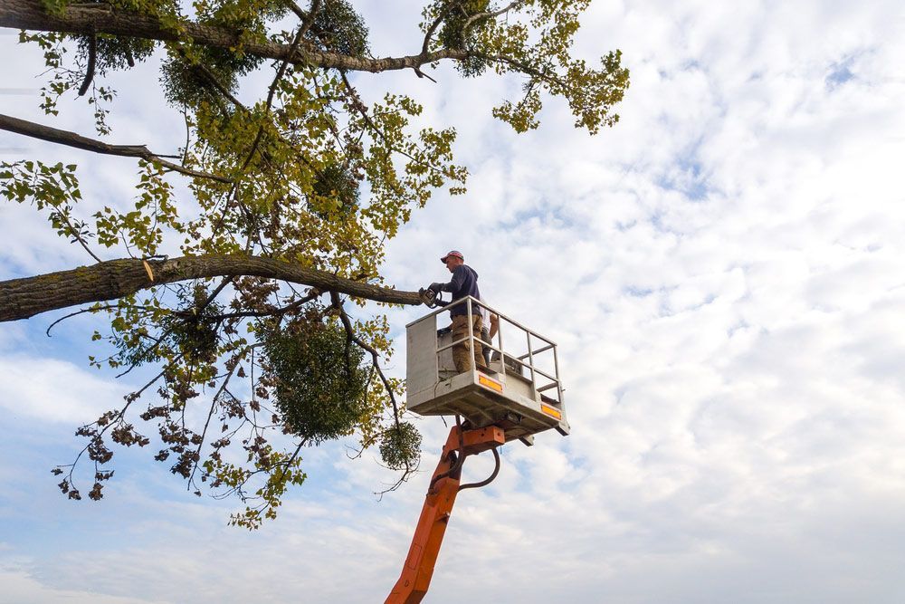 A Man is Cutting a Tree Branch From a Crane — Tallow Tree Services Pty Ltd in Lismore, NSW