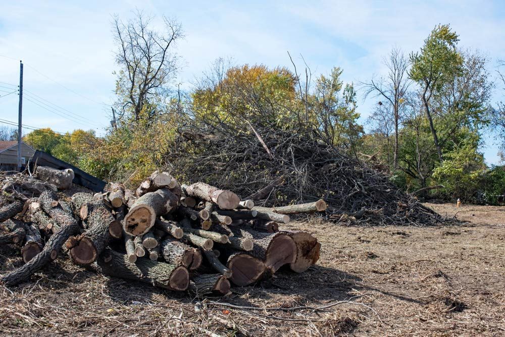 A Pile of Logs in a Field With Trees in the Background — Tallow Tree Services Pty Ltd in Ballina, NSW