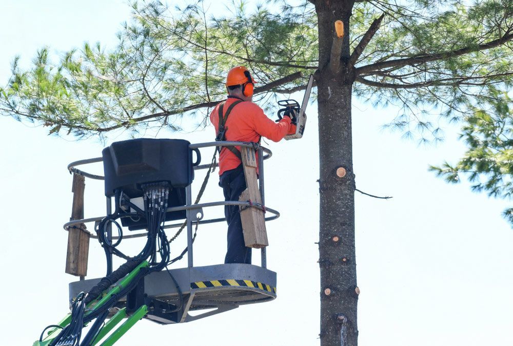 A Man is Cutting a Tree With a Chainsaw in a Bucket — Tallow Tree Services Pty Ltd in Tweed Heads, NSW