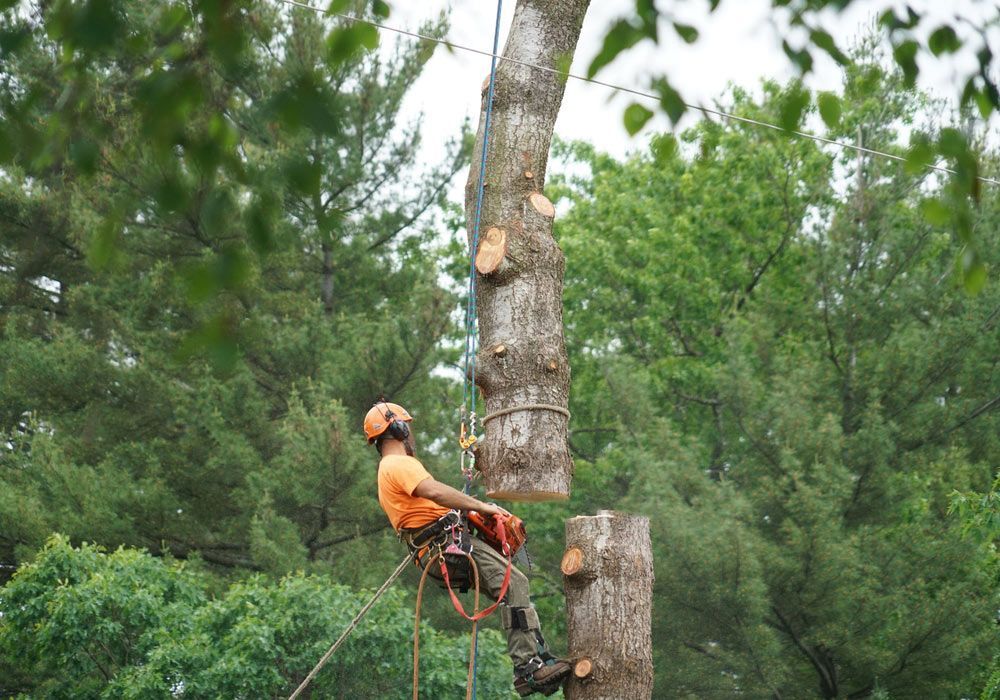 A Man is Climbing a Tree With a Chainsaw — Tallow Tree Services Pty Ltd in Bangalow, NSW