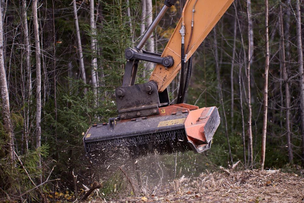 An Excavator is Cutting Down Trees in the Woods — Tallow Tree Services Pty Ltd in Ballina, NSW