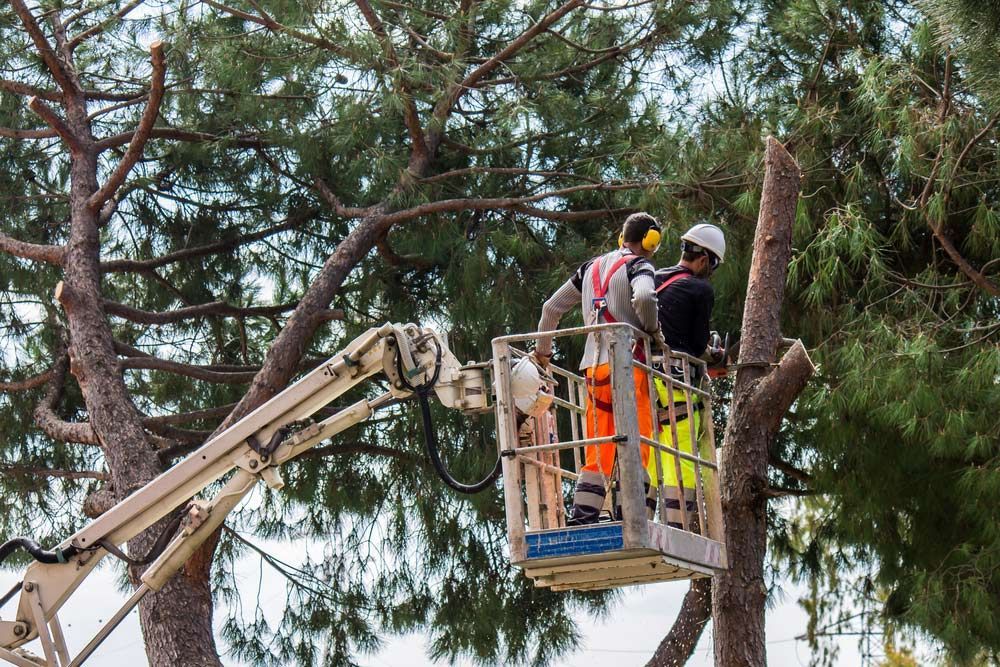 Two Men Are Cutting a Tree on a Crane — Tallow Tree Services Pty Ltd in Bangalow, NSW