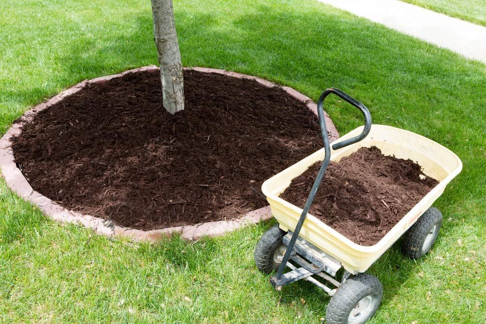 A Wheelbarrow Filled With Mulch Next to a Tree — Tallow Tree Services Pty Ltd in Bangalow, NSW