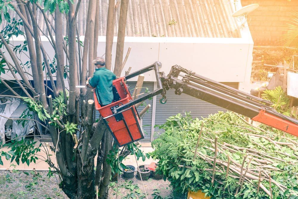 A Man is Cutting a Tree With a Crane — Tallow Tree Services Pty Ltd in Lismore, NSW