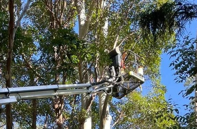 A Man is Cutting a Tree With a Crane — Tallow Tree Services Pty Ltd in Alstonville, NSW