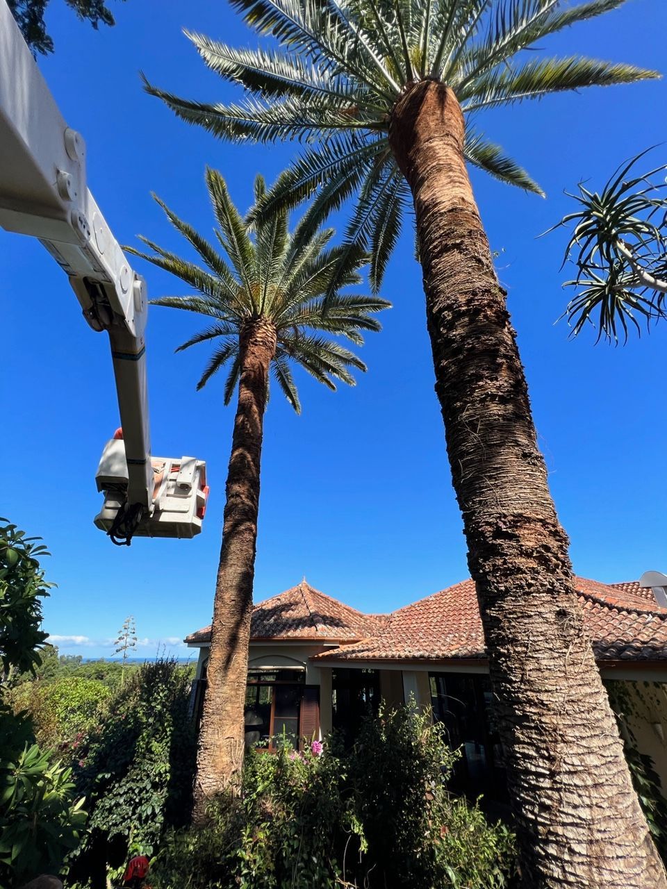 A Crane is Cutting a Palm Tree in Front of a House — Tallow Tree Services Pty Ltd in Bangalow, NSW