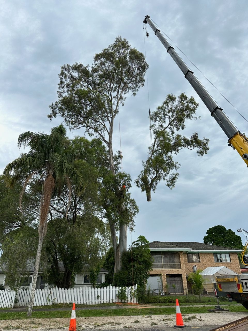 A Large Tree is Being Removed by a Crane — Tallow Tree Services Pty Ltd in Bangalow, NSW