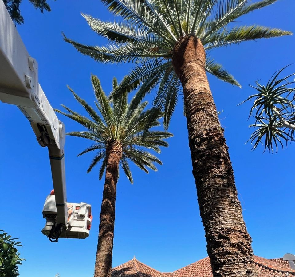 A Palm Tree is Being Worked on by a Crane — Tallow Tree Services Pty Ltd in Mullumbimby, NSW