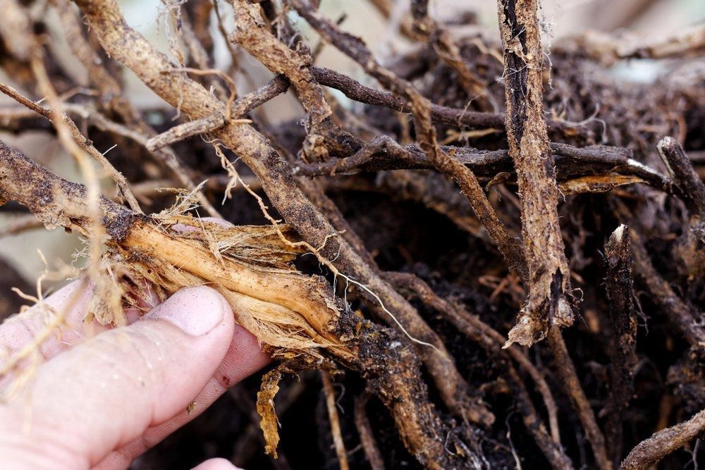 Tree With Root Rot Disease — Tree Services Byron Bay