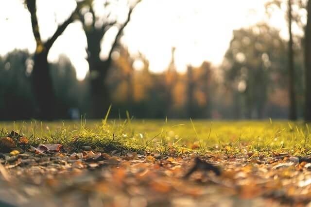 Weed Control in Garden — Tree Services Byron Bay
