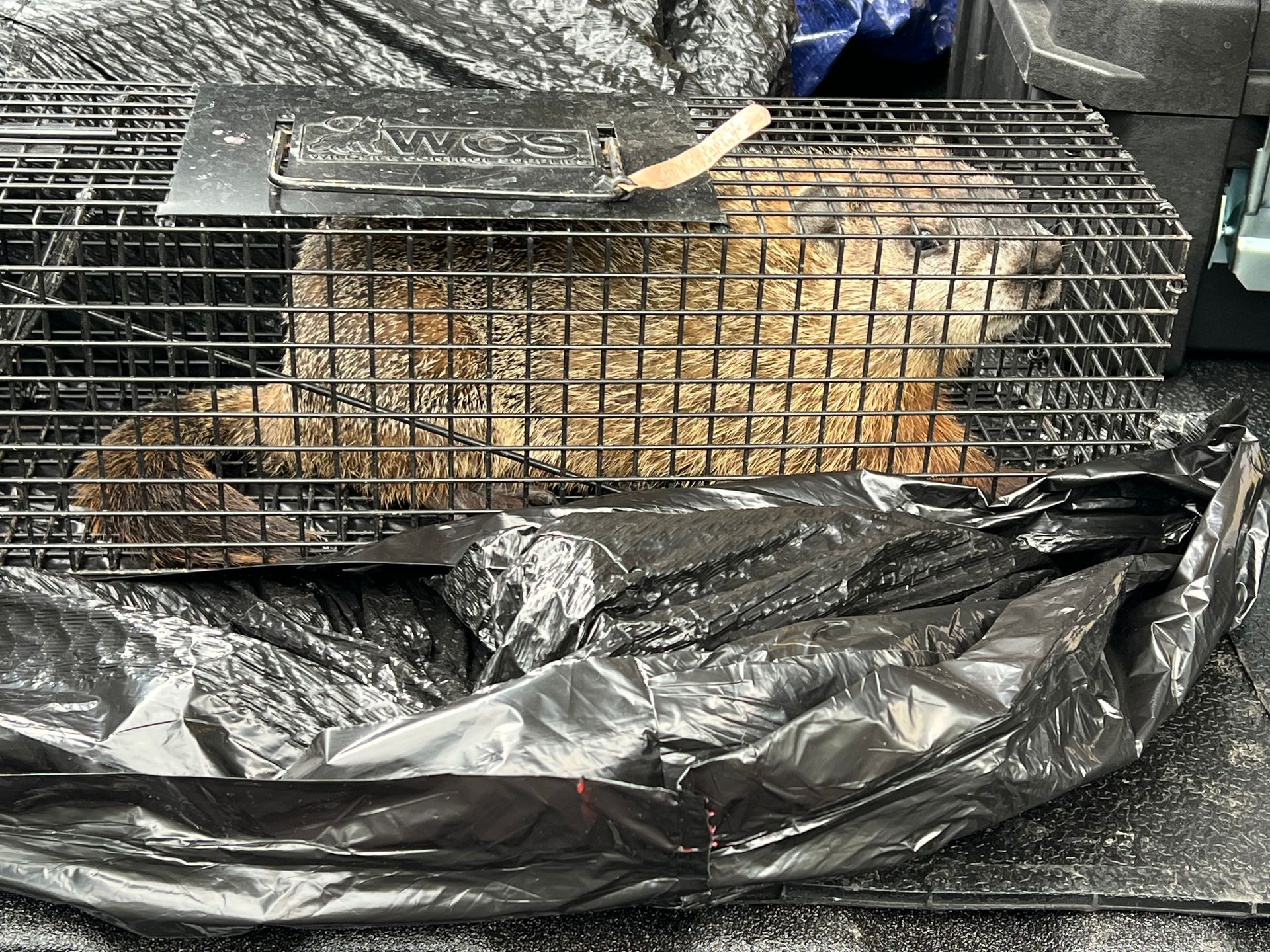 A squirrel is sitting in a wire cage on top of a black plastic bag.