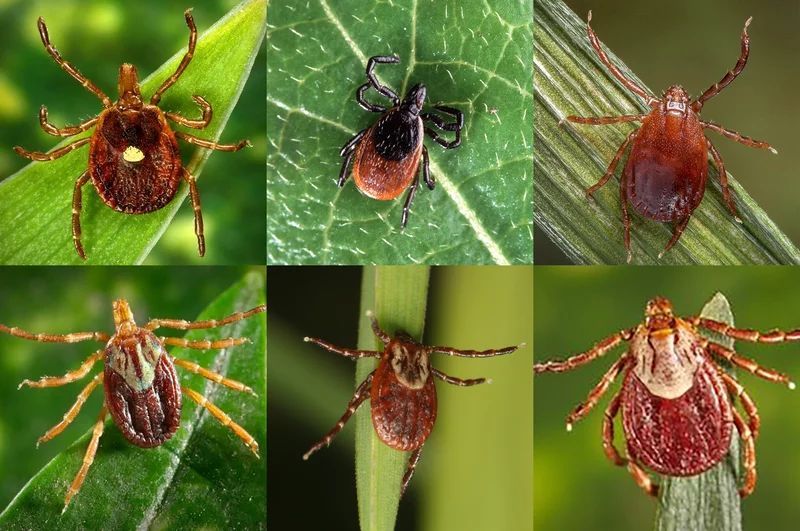 A collage of photos of different types of ticks on leaves and sticks.
