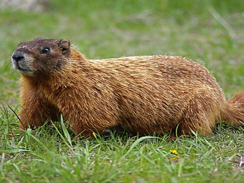 A groundhog is standing in the grass looking at the camera.