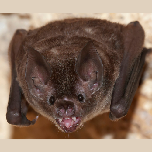 A close up of a bat with its mouth open