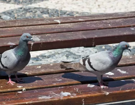 Two pigeons are standing on a wooden bench