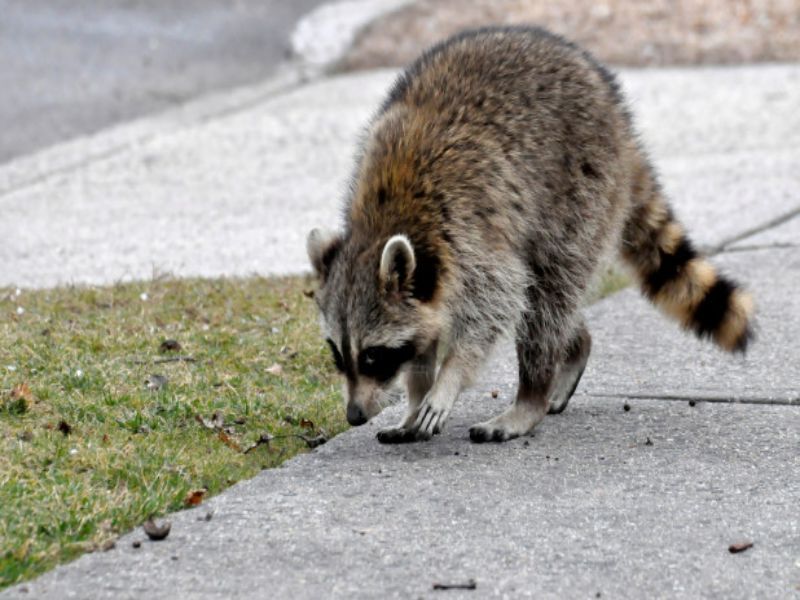 A raccoon is walking down a sidewalk looking for food.
