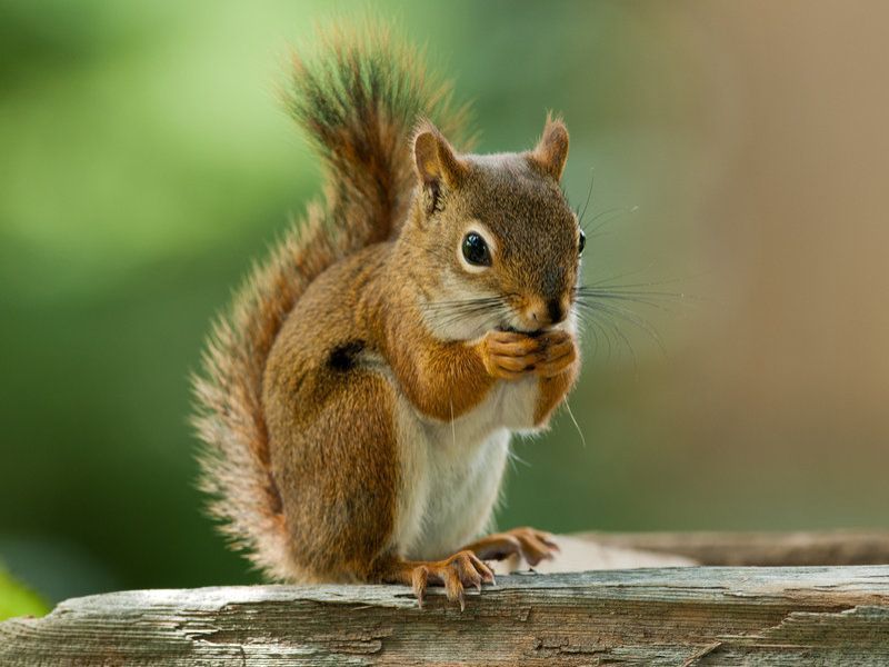 A red squirrel is sitting on a wooden post eating a nut.