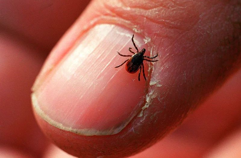 A person is holding a tick on their finger.