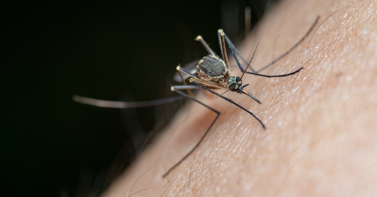 A mosquito is biting a person 's arm.