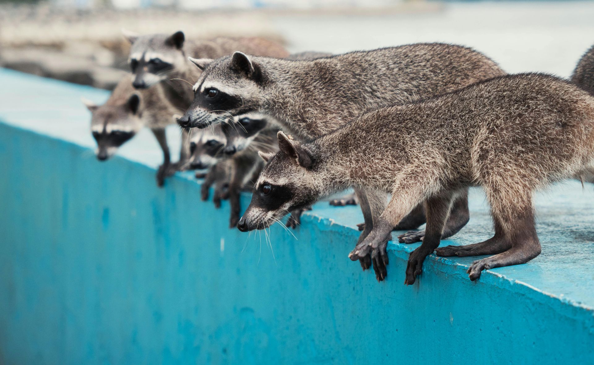 A group of raccoons are standing on a blue wall.