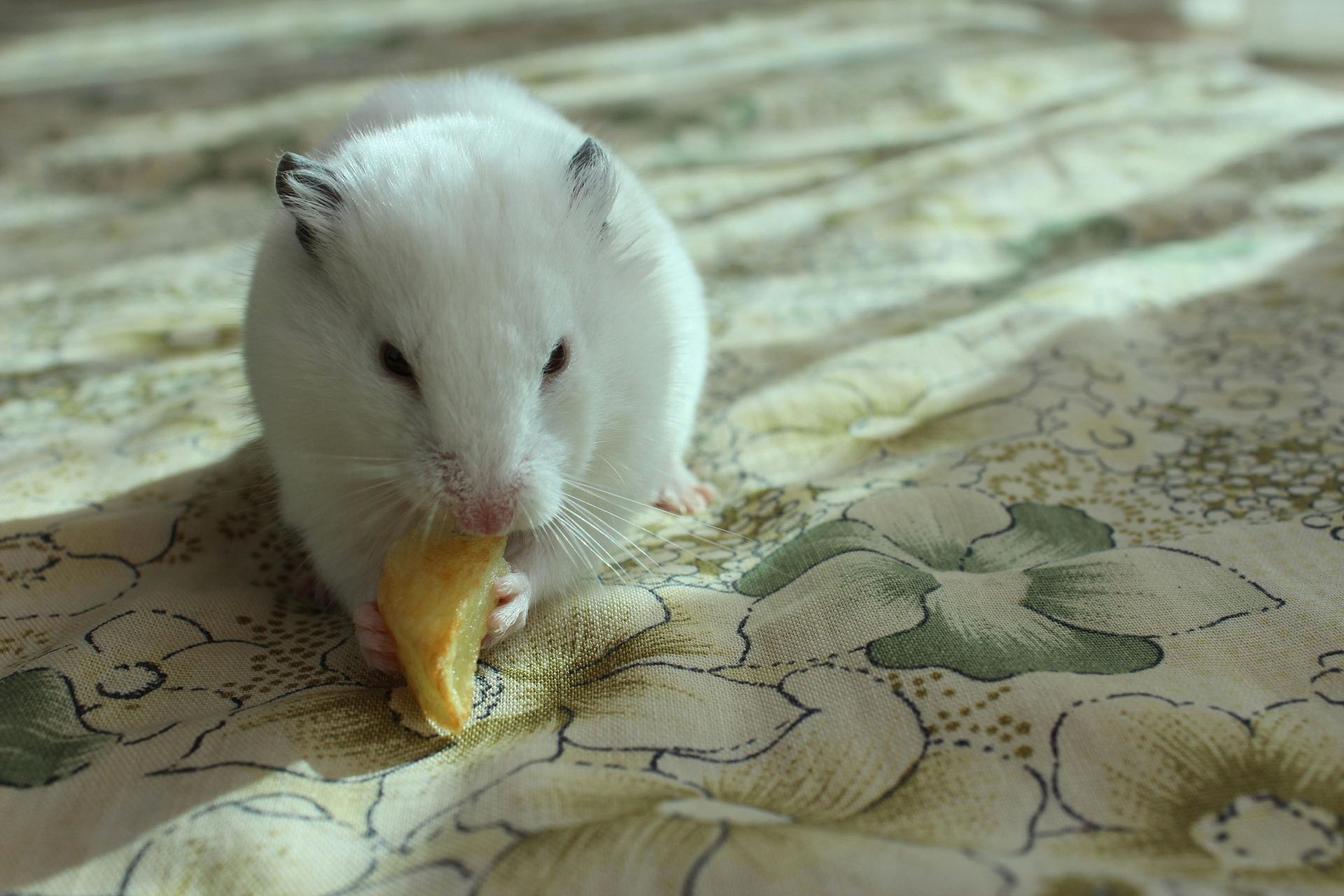 A white hamster is eating a piece of cheese on a bed.