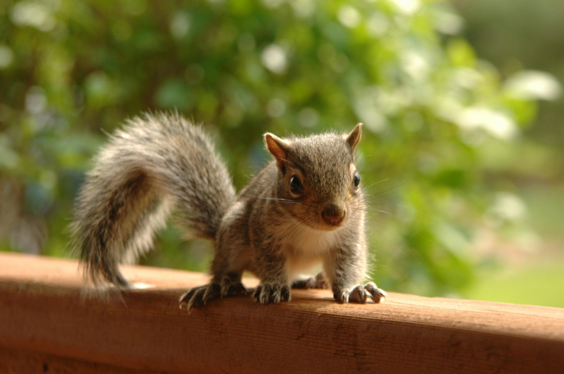 A small squirrel is standing on a wooden railing and looking at the camera.