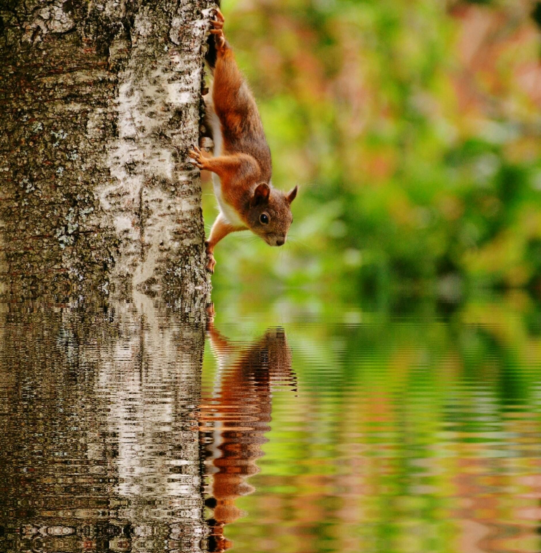 A squirrel is climbing up a tree next to a body of water.