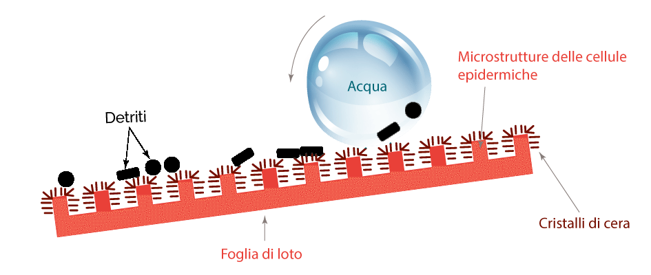 grafico effetto loto