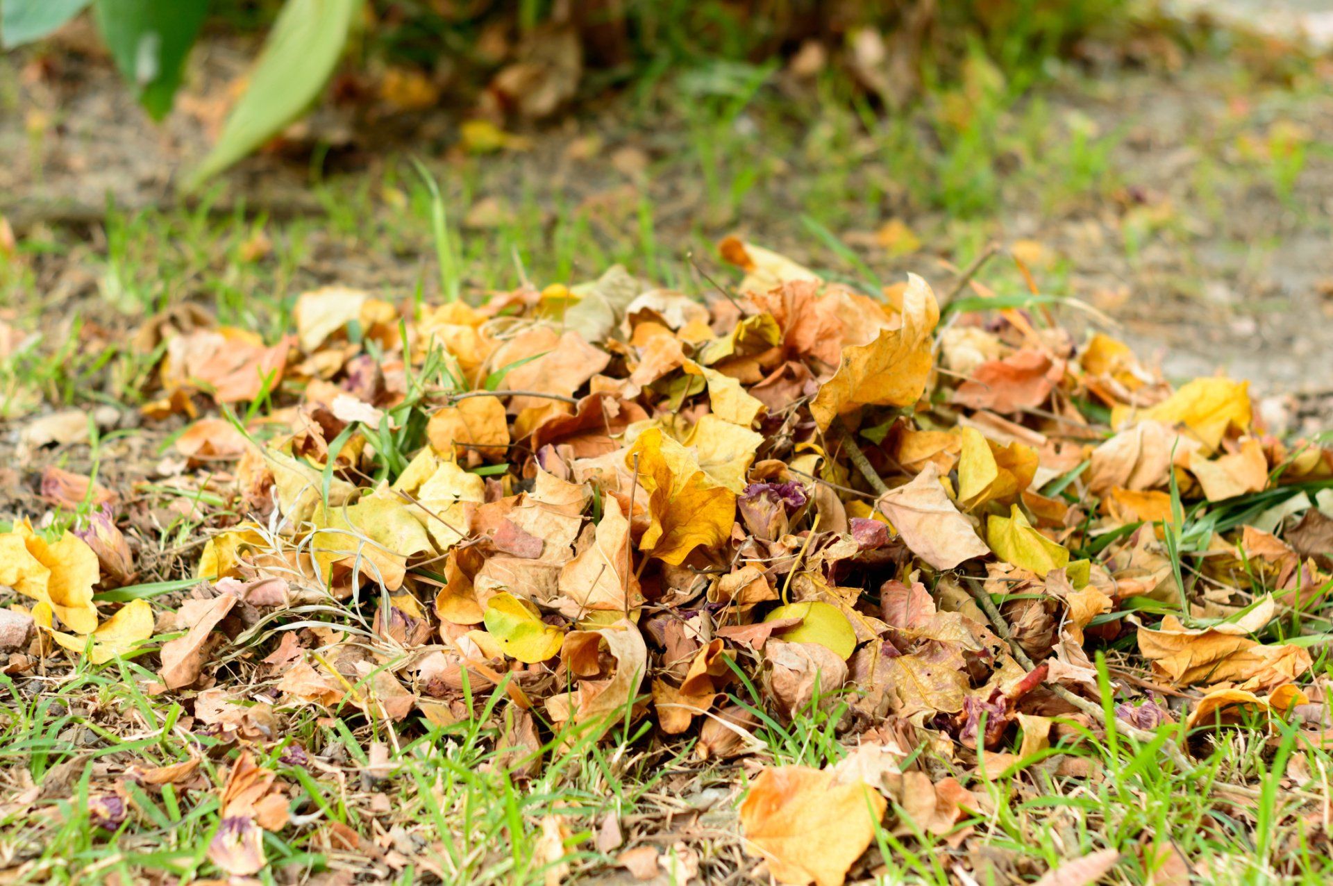 Waste Falling Leaves — Rochester, NY — Brandon's Services