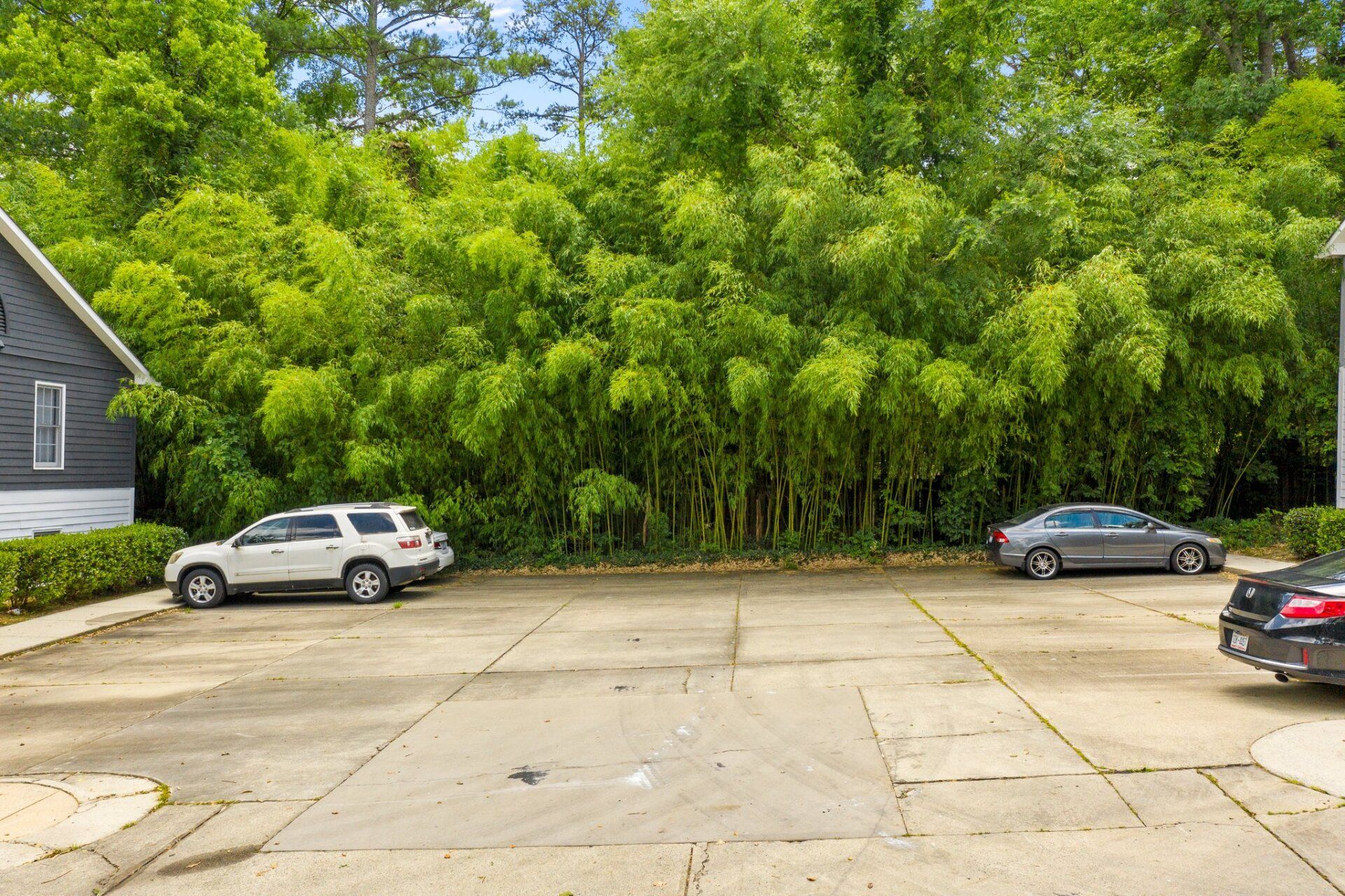 trees and cars