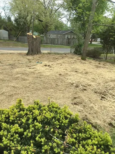Backyard with a tree stump, patchy grass, and houses in the background