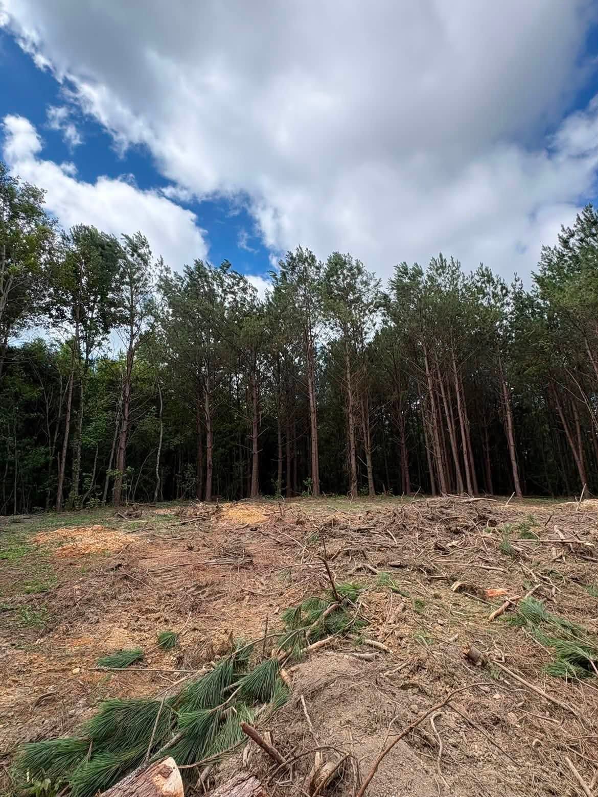 Cleared forest edge with tall trees under a cloudy blue sky