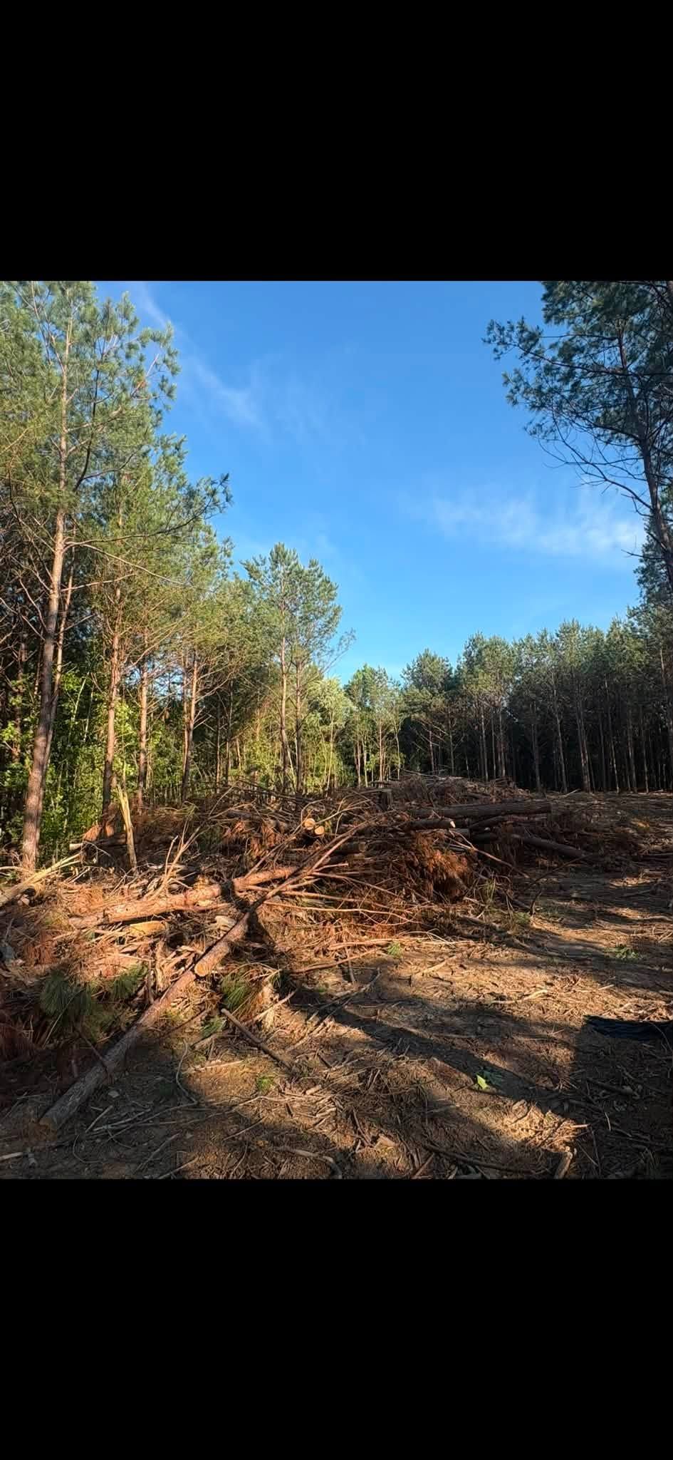 Cleared dirt path through a wooded area under a bright blue sky