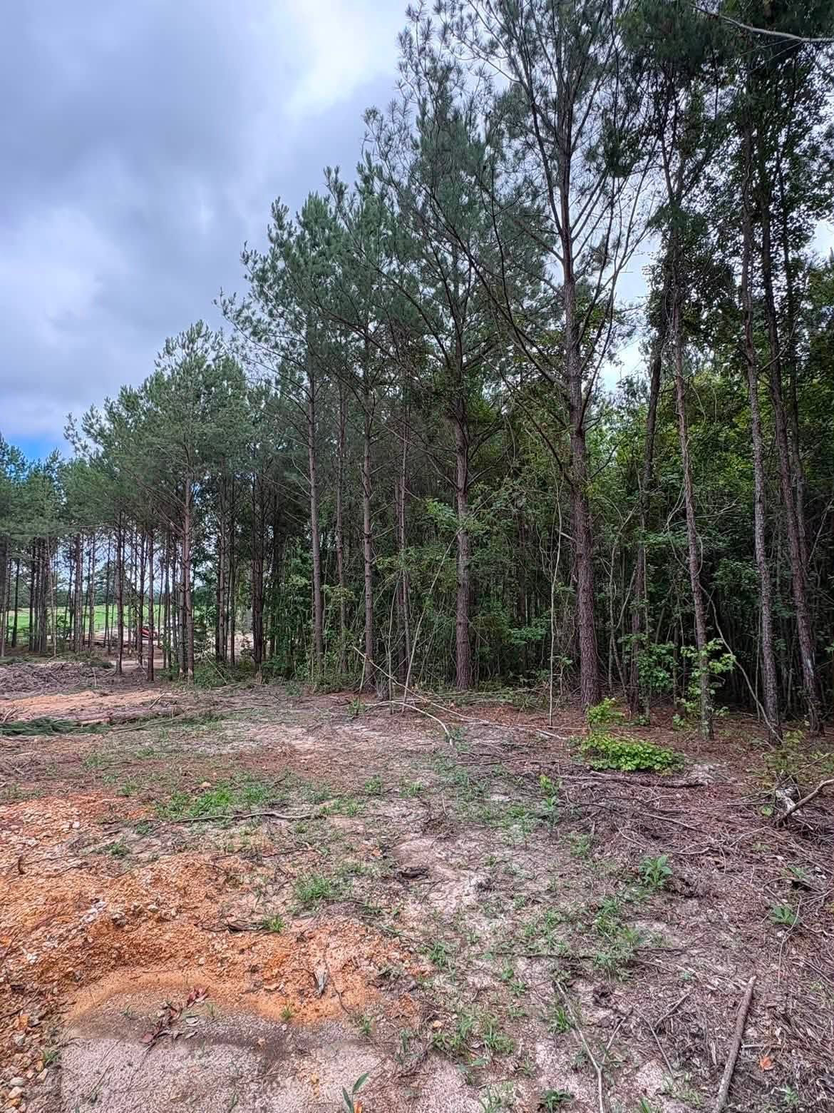 Cleared dirt lot beside a dense pine forest under a cloudy sky