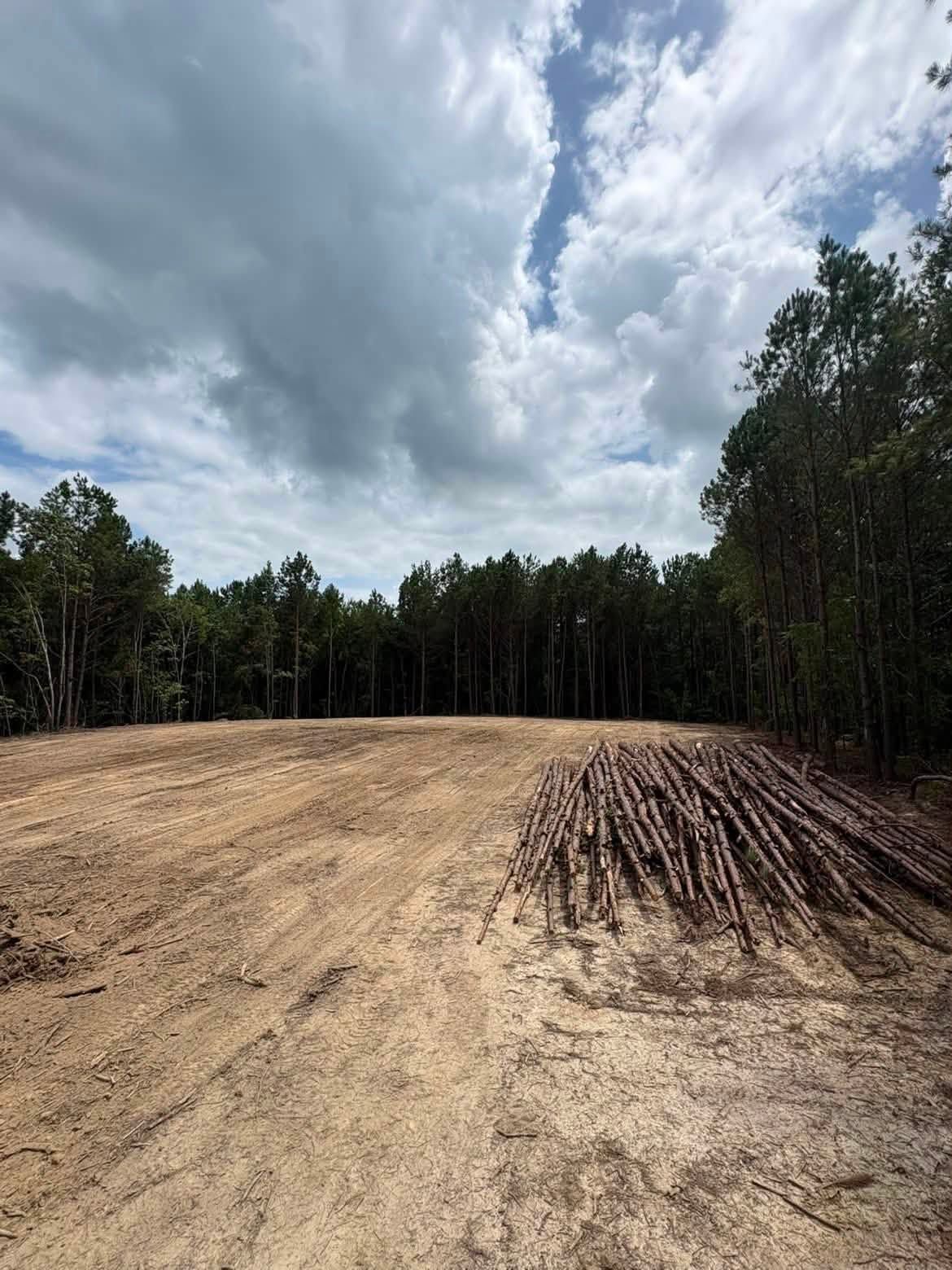 Cleared dirt lot beside pine trees under a cloudy sky, with a pile of cut logs on the right.