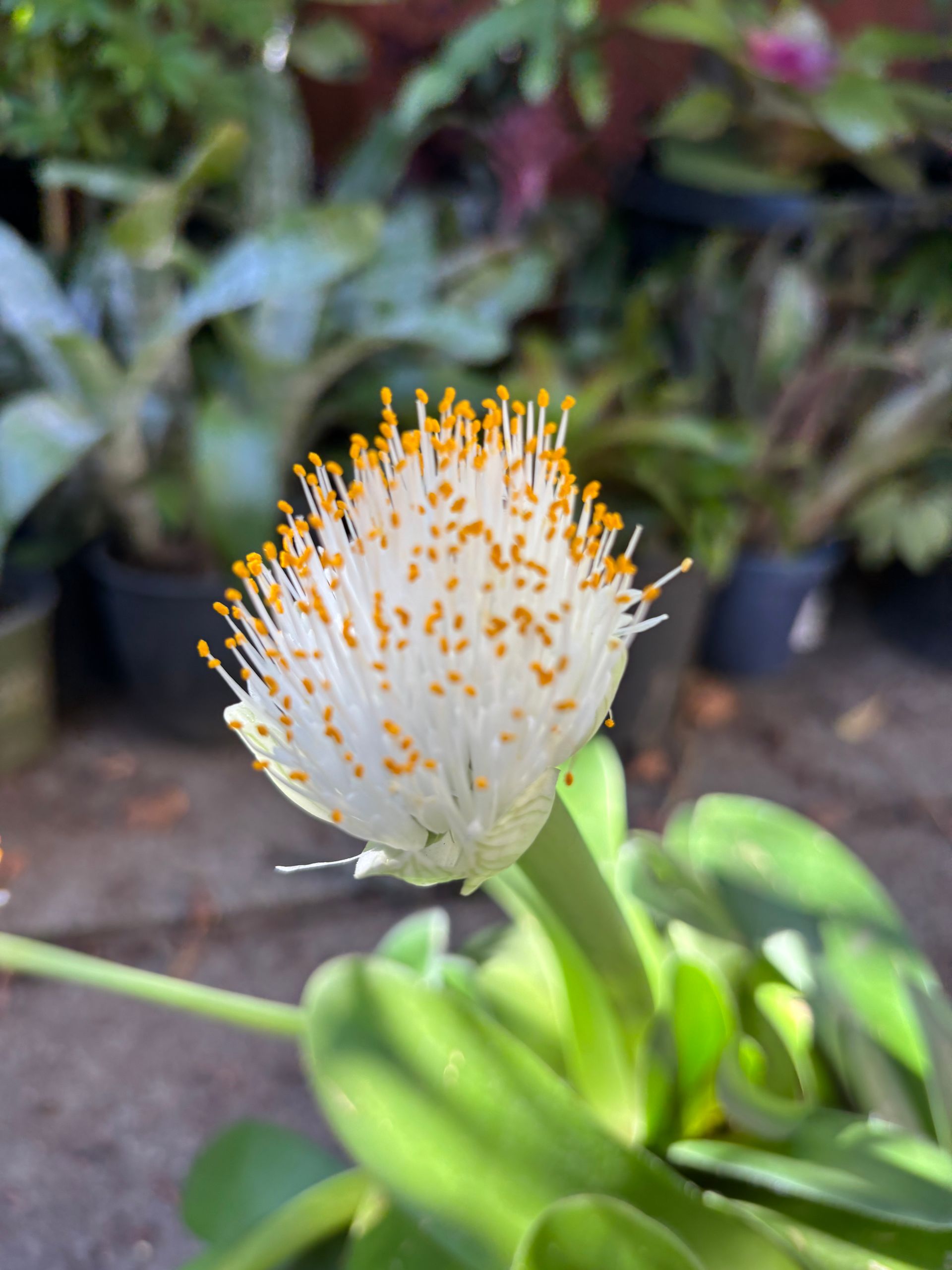 Haemanthus 'albiflos' - White Paintbrush Caudex Bulb- Live Plant - 4" Grow  Pot